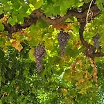 Quinta De Sobre A Fonte Charming - Traditional Winery Διαμέρισμα