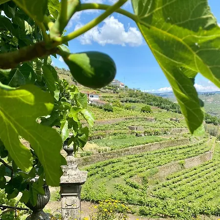 Quinta De Sobre A Fonte Charming - Traditional Winery דירה