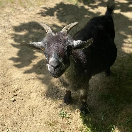 Quinta De Sobre A Fonte Charming - Traditional Winery 公寓 *