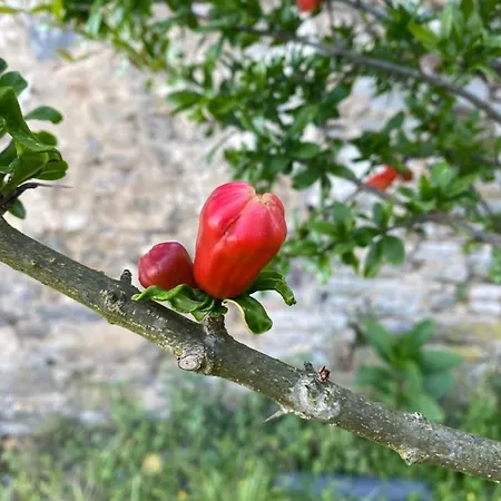 Quinta De Sobre A Fonte Charming - Traditional Winery * Fontelas