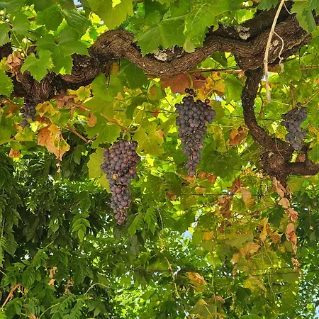 Quinta De Sobre A Fonte Charming - Traditional Winery アパート