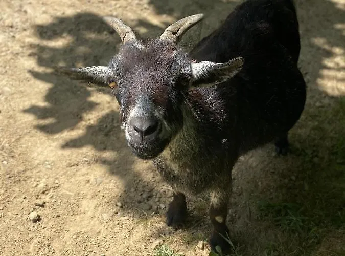 Quinta De Sobre A Fonte Charming - Traditional Winery דירה *