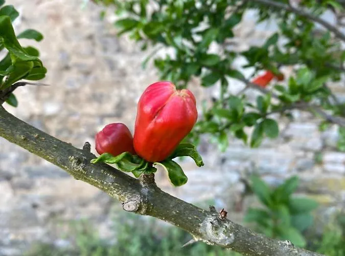 Quinta De Sobre A Fonte Charming - Traditional Winery * Fontelas